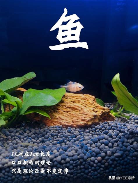 魚要養幾條|一個魚缸養多少魚合適，從風水學及科學的角度來告訴你！